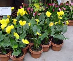 Image result for Zantedeschia