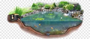 بركة بركة حديقة بركة ماء حديقة نباتات مائية بركة ماء مناظر طبيعية عشب Png