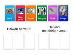 Dari sekian banyaknya jenis ular yang termasuk ke dalam kelompok hewan atau binatang ovovivipar, mempunyai karakteristik dan juga sifat yang tidak. Haiwan Melahirkan Anak Atau Bertelur Sumber Pengajaran
