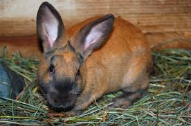 New zealand rabbits are large, muscular animals that have a beautiful coat. Cinnamon Rabbit Breed Information And Pictures Petguide Com