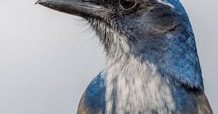 Gray Birds That Look Like Blue Jays Search Results Blue Jay Bird Birds Black Bird