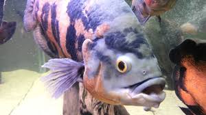 What size is the biggest oscar. Glassbanging Giant Oscar Cichlid Xxxl Extreme Youtube