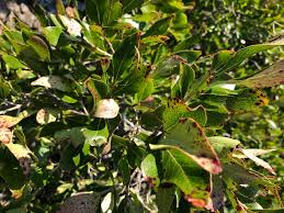 Image result for Olinia rochetiana