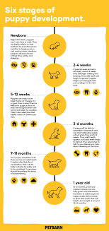 How much sleep do children need? Your Puppy S Development Stages Petbarn