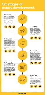 Boston bull terriers are considered a small breed, so your pooch will reach adulthood quicker than a labrador, for instance. Your Puppy S Development Stages Petbarn