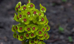 Image result for Euphorbia eranthes