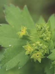 Image result for Alchemilla johnstonii