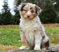 Utd on shots, tails doc, & dewclaws removed. Toy Australian Shepherd Mix Puppies For Sale Greenfield Puppies