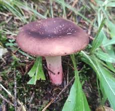 Image result for Russula perlactea