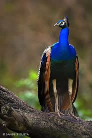 Birds Of A Feather New Vegas India S National Bird Peacock Bird Beautiful Birds