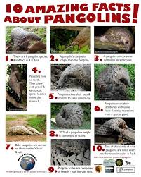 Meet The Pangolin Project Pangolin Pangolin Pangolin Facts Animal Facts