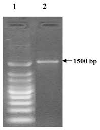Free download rida digest september 2018,urdu novels. A Kinetic Study Of 4 Chlorophenol Biodegradation By The Novel Isolated Bacillus Subtilis In Batch Shake Flask