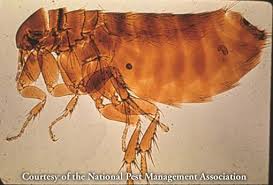 What Are Cat Fleas Cat Flea Bites Information Control