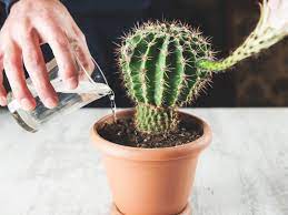 I can tell the mix is probably hard and hydrophobic. Cactus Plant Watering How To Water A Cactus Inside And Outdoors