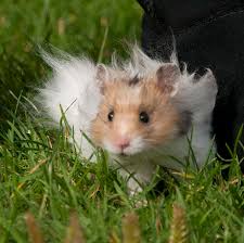Price may vary by location. Syrian Hamster Variations Wikiwand