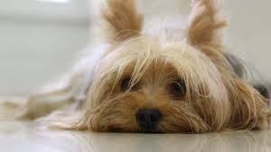 You can download and print this yorkie puppy coloring pages,then color it with. Most Popular Yorkshire Terrier Names Of 2020 Dog Names From Rover