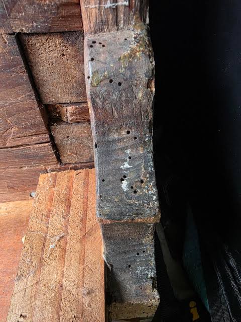 Possible woodworms? : r/woodworking