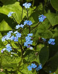 Image result for Sebaea brachyphylla