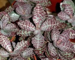 Kalanchoe Humilis Tiger Kalanchoe Leafy In 2020 Planting Succulents Plants Succulents