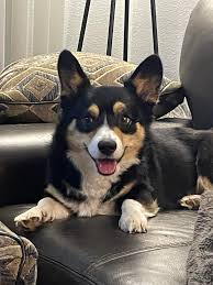 Why are corgis finicky eaters?