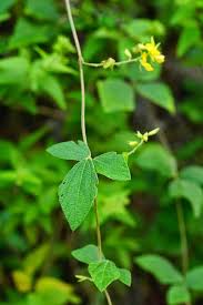 Image result for Rhynchosia resinosa