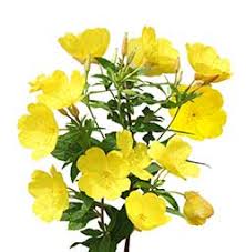 Meilleur De Yellow Primrose Meaning Spot And Stripe
