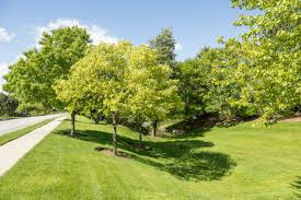 Tree definition, a plant having a permanently woody main stem or trunk, ordinarily growing to a considerable height, and usually developing branches at some distance from the ground. Top 10 Tree Benefits Brightview