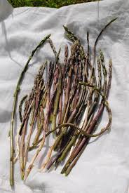 Foraging for Wild Asparagus in Tuscany | Notes from a Tuscan Olive Grove