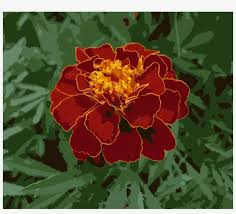 Choose your favorite mexican marigold paintings from millions of available designs. Mexican Marigold Flower Plants Annual Plant Seed Marigold Clip Art Transparent Png 873x750 Free Download On Nicepng