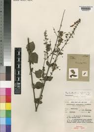 Image result for Alvesia clerodendroides