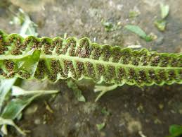 Image result for Ampelopteris prolifera