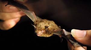 Show me a picture of a bumblebee bat. Kitti S Hog Nosed Bat Is World S Smallest Mammal