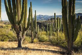 4.5 out of 5 stars. Giant Cacti Baja California Sur Mexico Digital Art By Giovanni Simeone