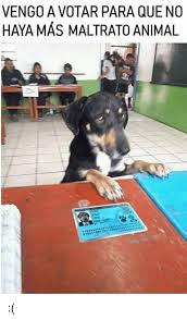Be warned, some of these pages contain nsfw content. Vengo A Votar Para Que No Haya Mas Maltrato Animal Meme On Me Me