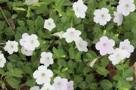 Image result for Petunia axillaris
