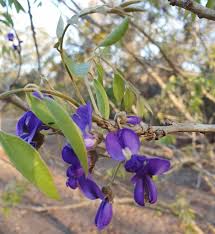 Image result for Bolusanthus