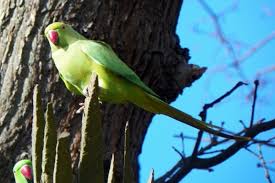 It shows general distribution rather than detailed, localised populations. Ring Necked Parakeet Scotswood Garden