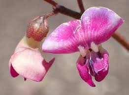 Image result for Dolichos trinervatus