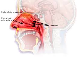 The cavities open anteriorly to the face through the two nares. Nasal Mucosa Wikipedia