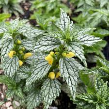 Image result for Lamium galeobdolon
