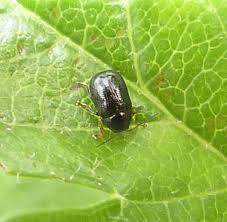 Image result for Cryptolepis decidua