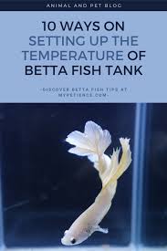 Pin On Betta Siamese Fighting Fish