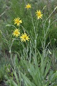 Image result for Pseudopodospermum hispanicum