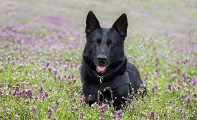 Maybe you would like to learn more about one of these? German Shepherd Names 300 Greatest Names For Your Pup Perfect Dog Breeds