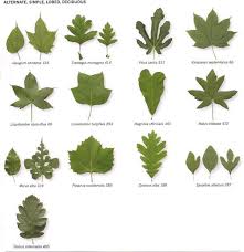 Insidebookofleaves_p35 Tree Leaf Identification Leaf