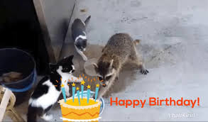 What do you say in a happy birthday text? Happy Birthday Raccoon Gifs Tenor