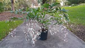 Image result for Clerodendrum silvanum