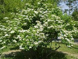 Buy Viburnum Lantana Wayfaring Tree Seeds Online In Usa Viburnum Lantana Wayfaring Tree Seeds Price Tree Seeds Lantana Viburnum