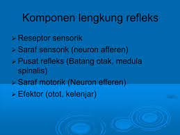 Refleks aktivitas refleks busur adalah untuk mencapai struktur saraf. Refleks Tubuh Manusia Pdf Document