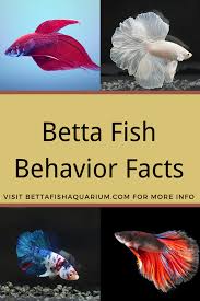 Betta Fish Behavior Facts Betta Betta Fish Betta Breeding